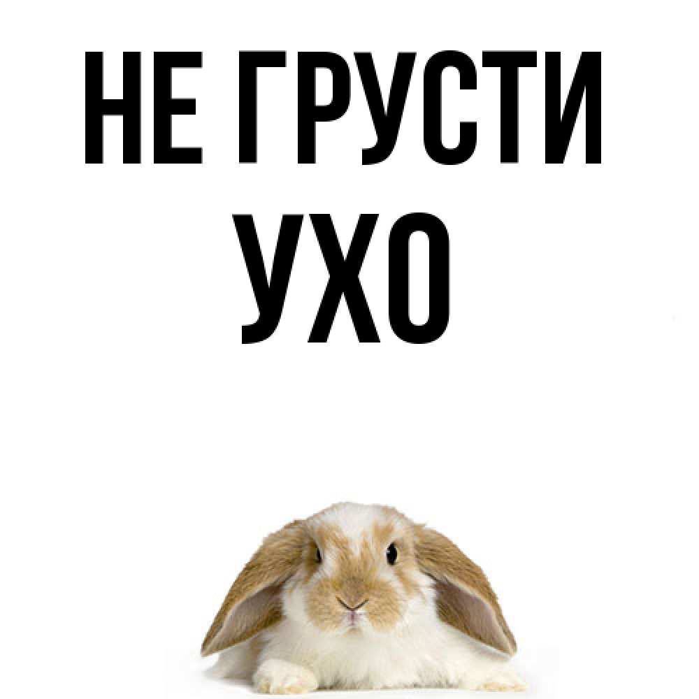 Открытка на каждый день с именем, Ухо Не грусти коричнево белый заяц с большими ушками Прикольная открытка с пожеланием онлайн скачать бесплатно 