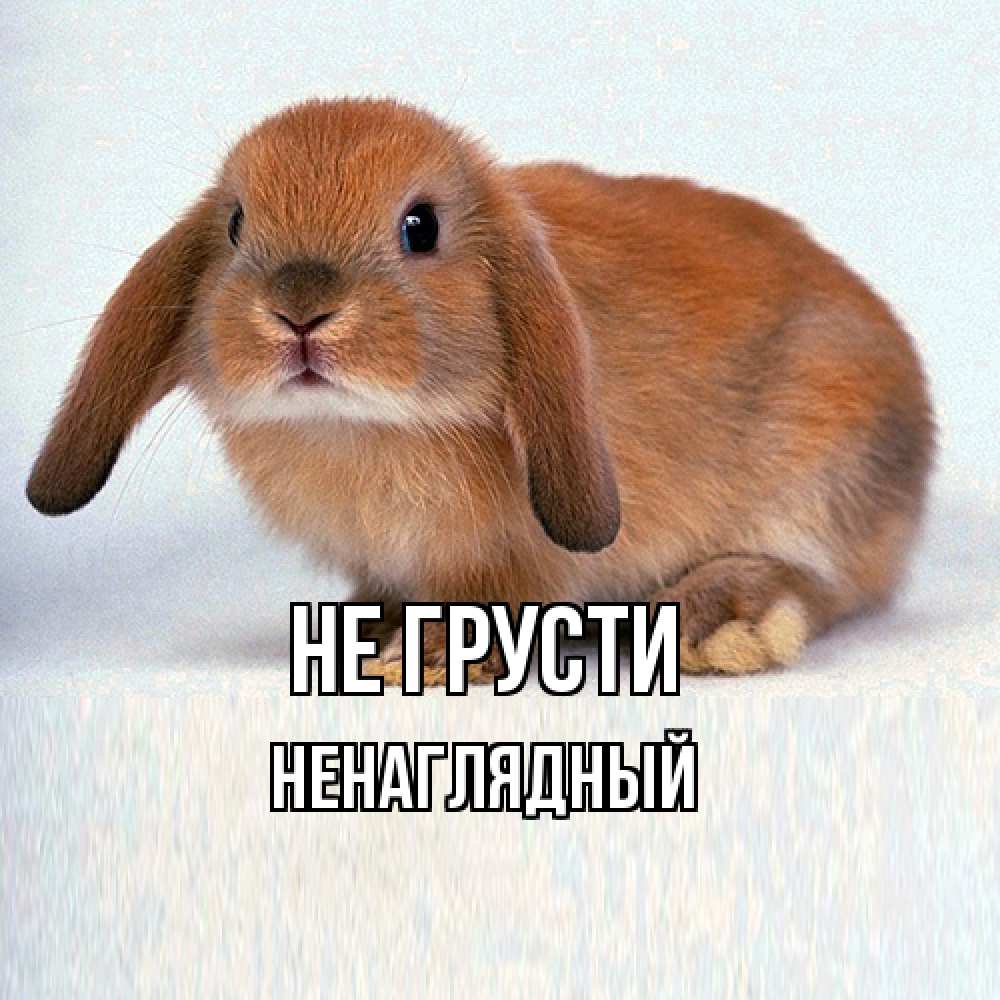 Открытка на каждый день с именем, Ненаглядный Не грусти вислоухий рыжий кролик Прикольная открытка с пожеланием онлайн скачать бесплатно 