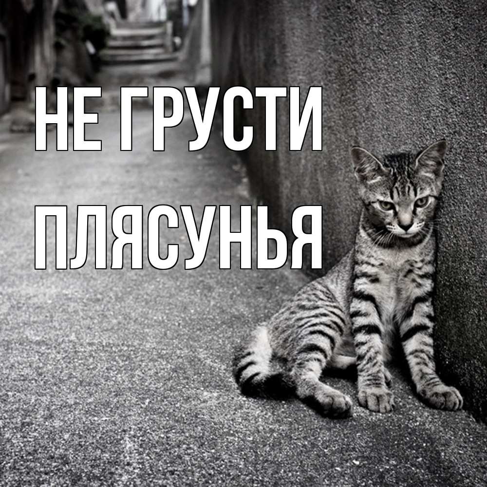 Открытка на каждый день с именем, Плясунья Не грусти скучающий котик Прикольная открытка с пожеланием онлайн скачать бесплатно 