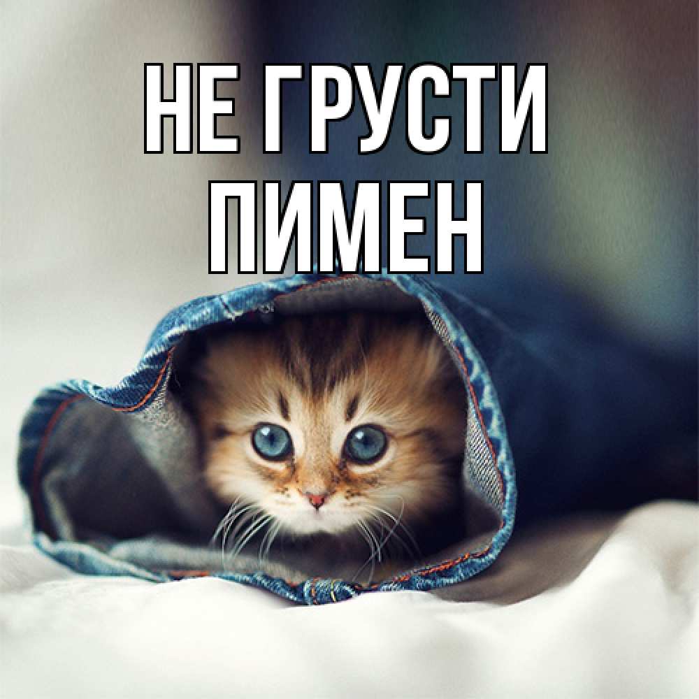 Открытка на каждый день с именем, Пимен Не грусти кот в одежде Прикольная открытка с пожеланием онлайн скачать бесплатно 
