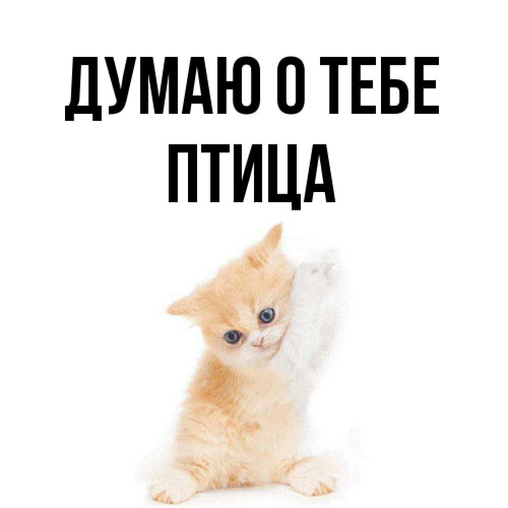 Открытка на каждый день с именем, Птица Думаю о тебе зверушки и милота Прикольная открытка с пожеланием онлайн скачать бесплатно 