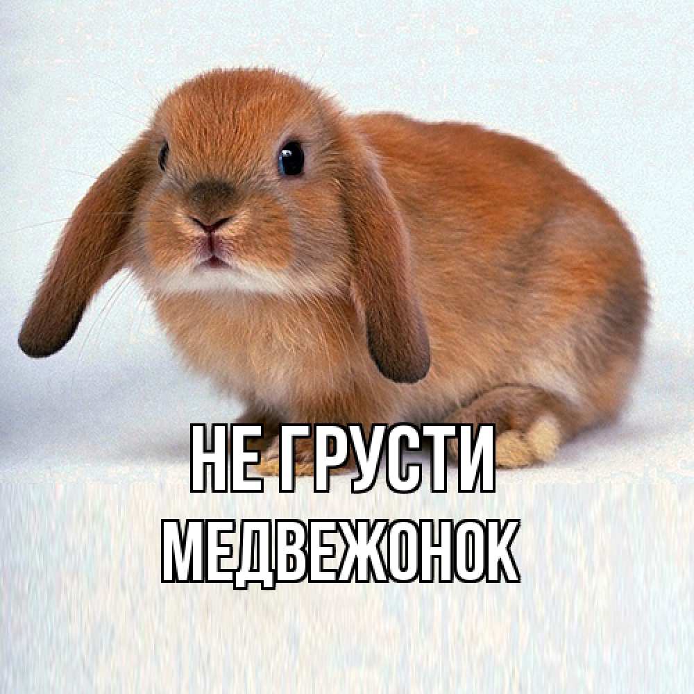 Открытка на каждый день с именем, медвежонок Не грусти рыжий зая Прикольная открытка с пожеланием онлайн скачать бесплатно 