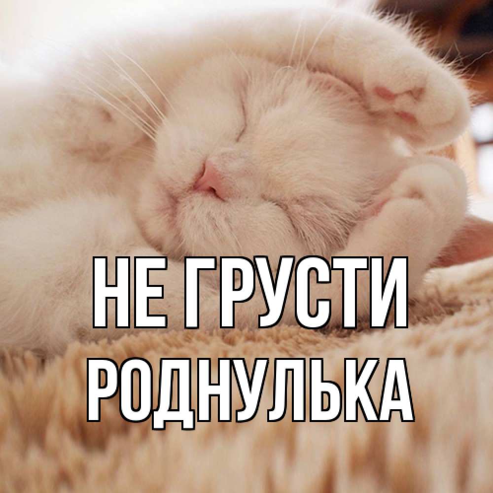 Открытка на каждый день с именем, Роднулька Не грусти белый кот Прикольная открытка с пожеланием онлайн скачать бесплатно 