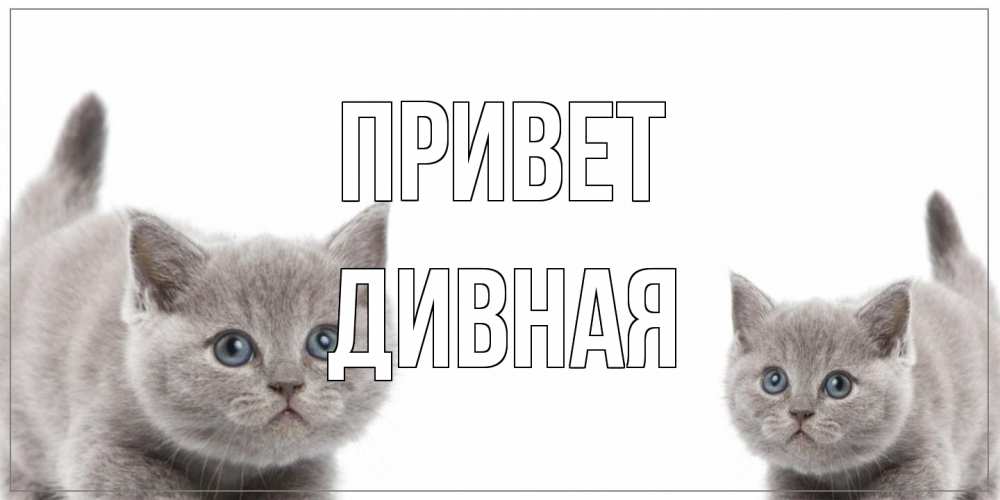 Открытка на каждый день с именем, дивная Привет коты Прикольная открытка с пожеланием онлайн скачать бесплатно 