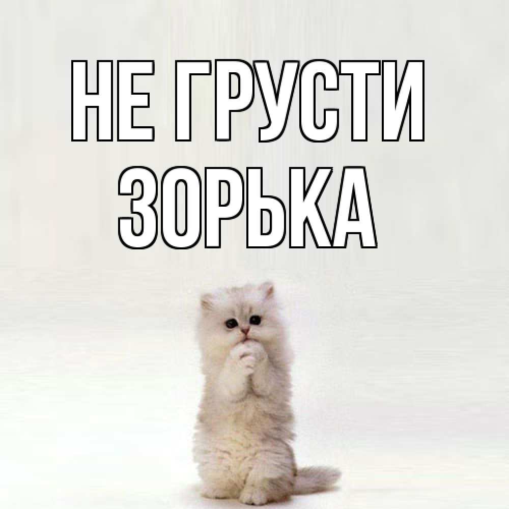 Открытка на каждый день с именем, Зоpька Не грусти грустный кот Прикольная открытка с пожеланием онлайн скачать бесплатно 