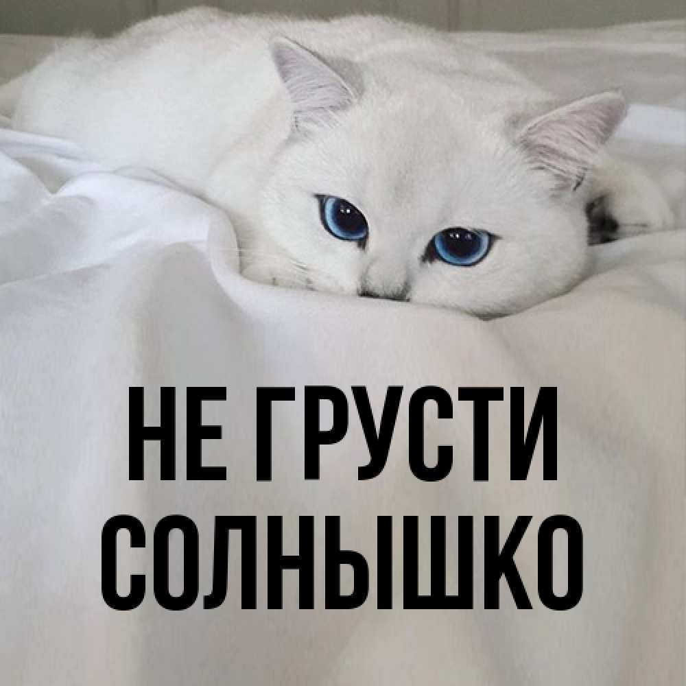 Открытка на каждый день с именем, Солнышко Не грусти Голубоглазая кошка Прикольная открытка с пожеланием онлайн скачать бесплатно 