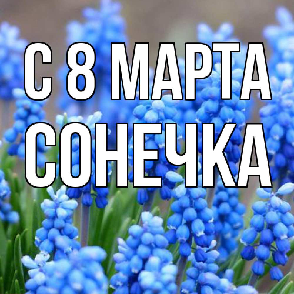 Открытка на каждый день с именем, Сонечка C 8 МАРТА Поздравительная открытка для женщин с цветами на праздничную дату Прикольная открытка с пожеланием онлайн скачать бесплатно 