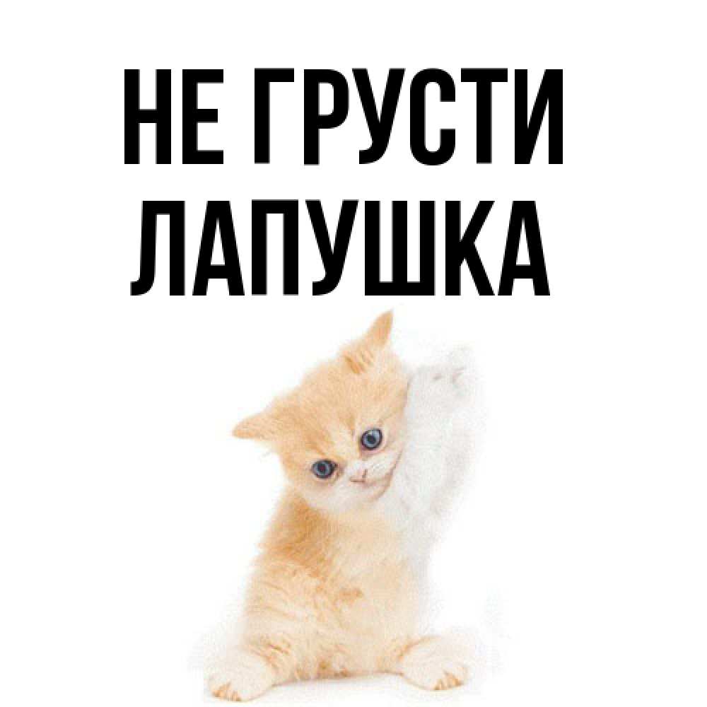 Открытка на каждый день с именем, лапушка Не грусти просящий кот Прикольная открытка с пожеланием онлайн скачать бесплатно 