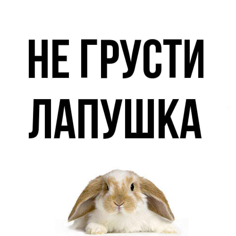 Открытка на каждый день с именем, лапушка Не грусти коричнево белый заяц с большими ушками Прикольная открытка с пожеланием онлайн скачать бесплатно 