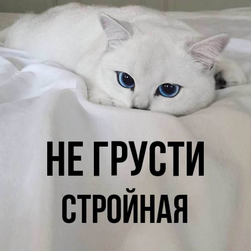 Открытка на каждый день с именем, Стpойная Не грусти Голубоглазая кошка Прикольная открытка с пожеланием онлайн скачать бесплатно 