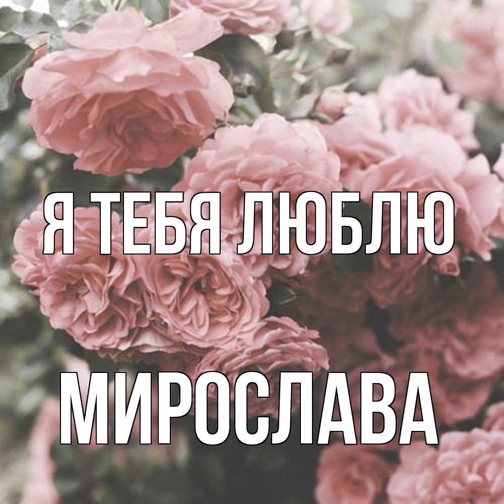 Открытка на каждый день с именем, Мирослава Я тебя люблю розы 3 Прикольная открытка с пожеланием онлайн скачать бесплатно 