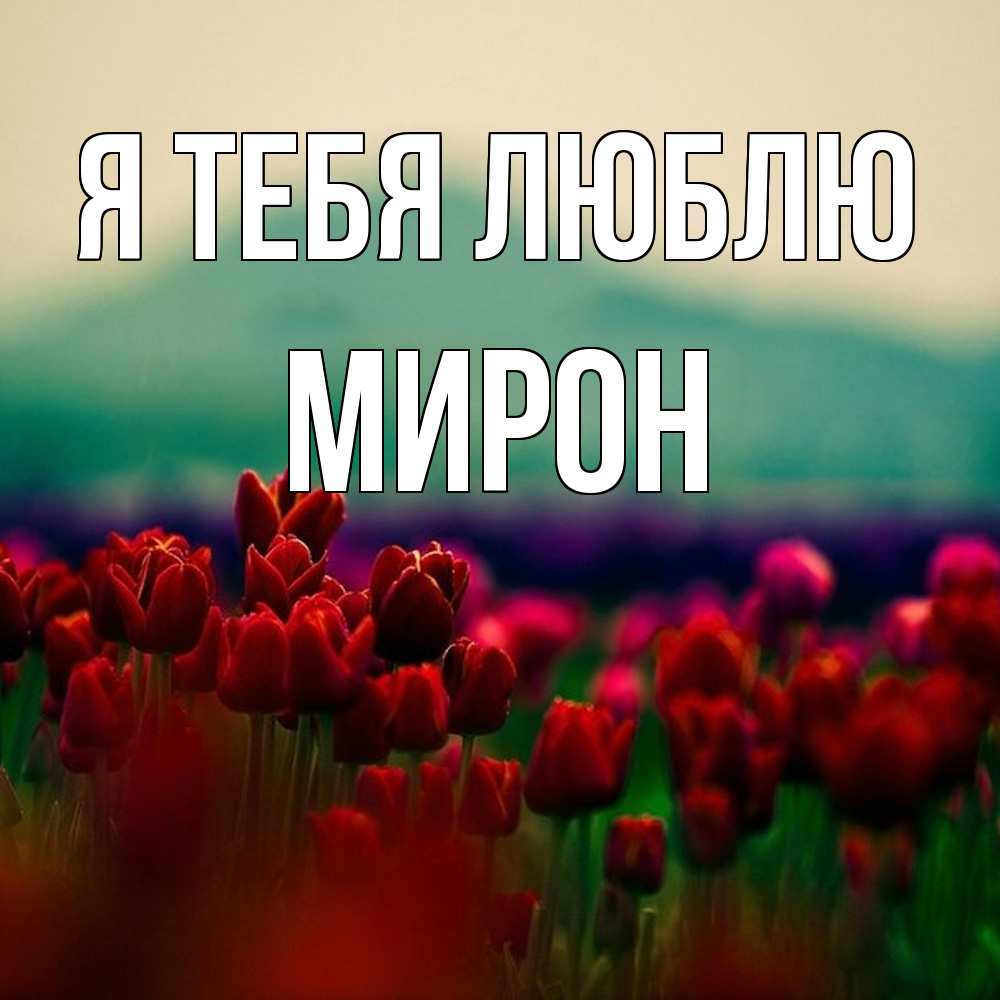 Открытка на каждый день с именем, Мирон Я тебя люблю тюльпаны 4 Прикольная открытка с пожеланием онлайн скачать бесплатно 