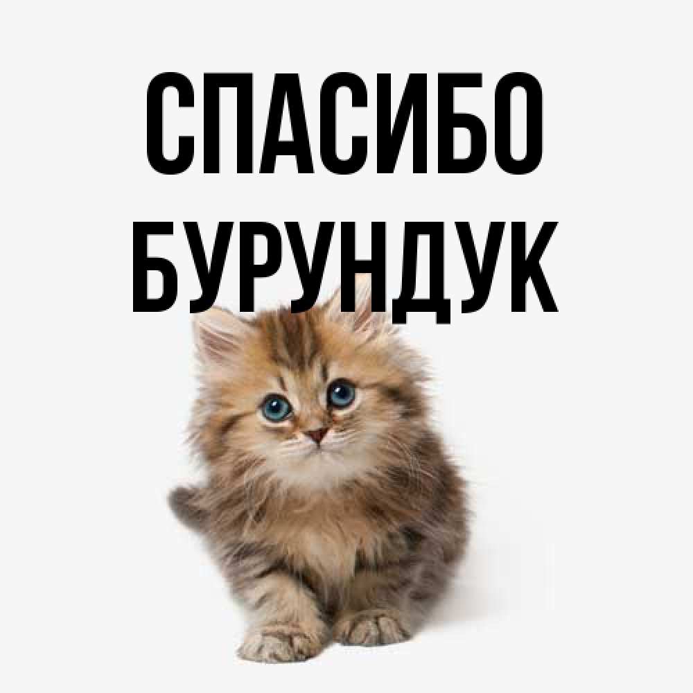 Открытка на каждый день с именем, Бурундук Спасибо пушистый котик Прикольная открытка с пожеланием онлайн скачать бесплатно 