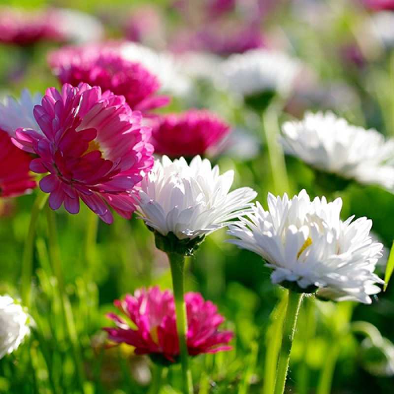 Картинка C 8 МАРТА, ДАМИР