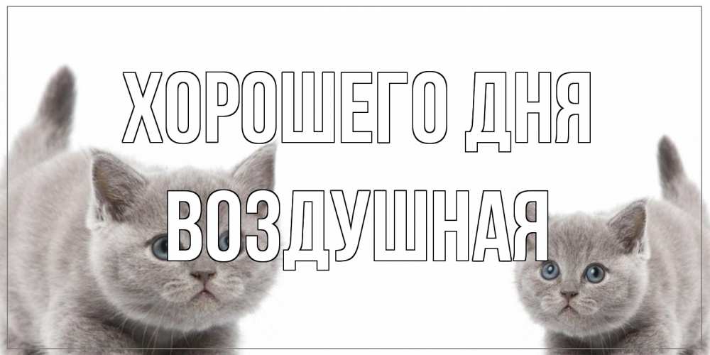 Открытка на каждый день с именем, воздушная Хорошего дня открытка с котами Прикольная открытка с пожеланием онлайн скачать бесплатно 