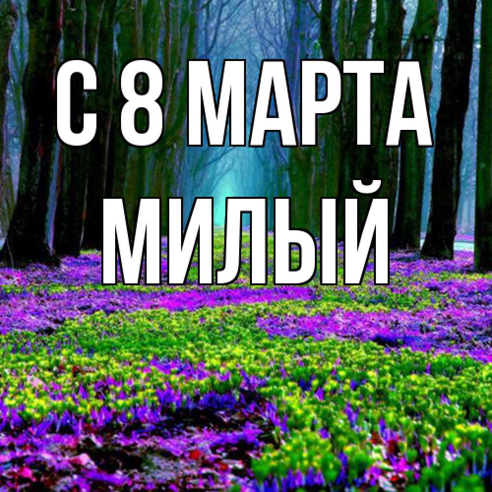 Открытка на каждый день с именем, Милый C 8 МАРТА фиолетовые цветы в лесу 1 Прикольная открытка с пожеланием онлайн скачать бесплатно 