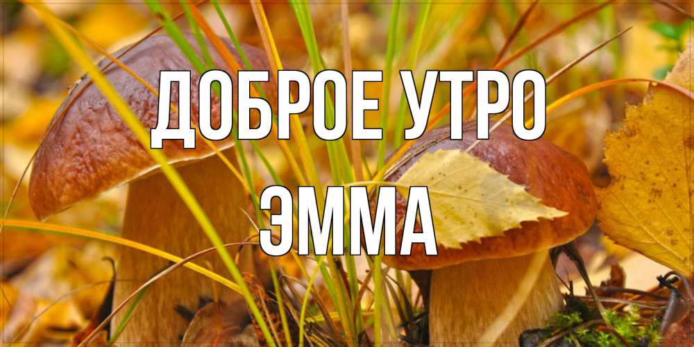Открытка на каждый день с именем, Эмма Доброе утро осенние грибы Прикольная открытка с пожеланием онлайн скачать бесплатно 