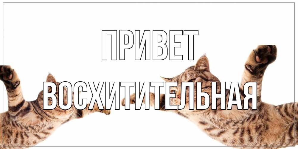Открытка на каждый день с именем, восхитительная Привет кот Прикольная открытка с пожеланием онлайн скачать бесплатно 