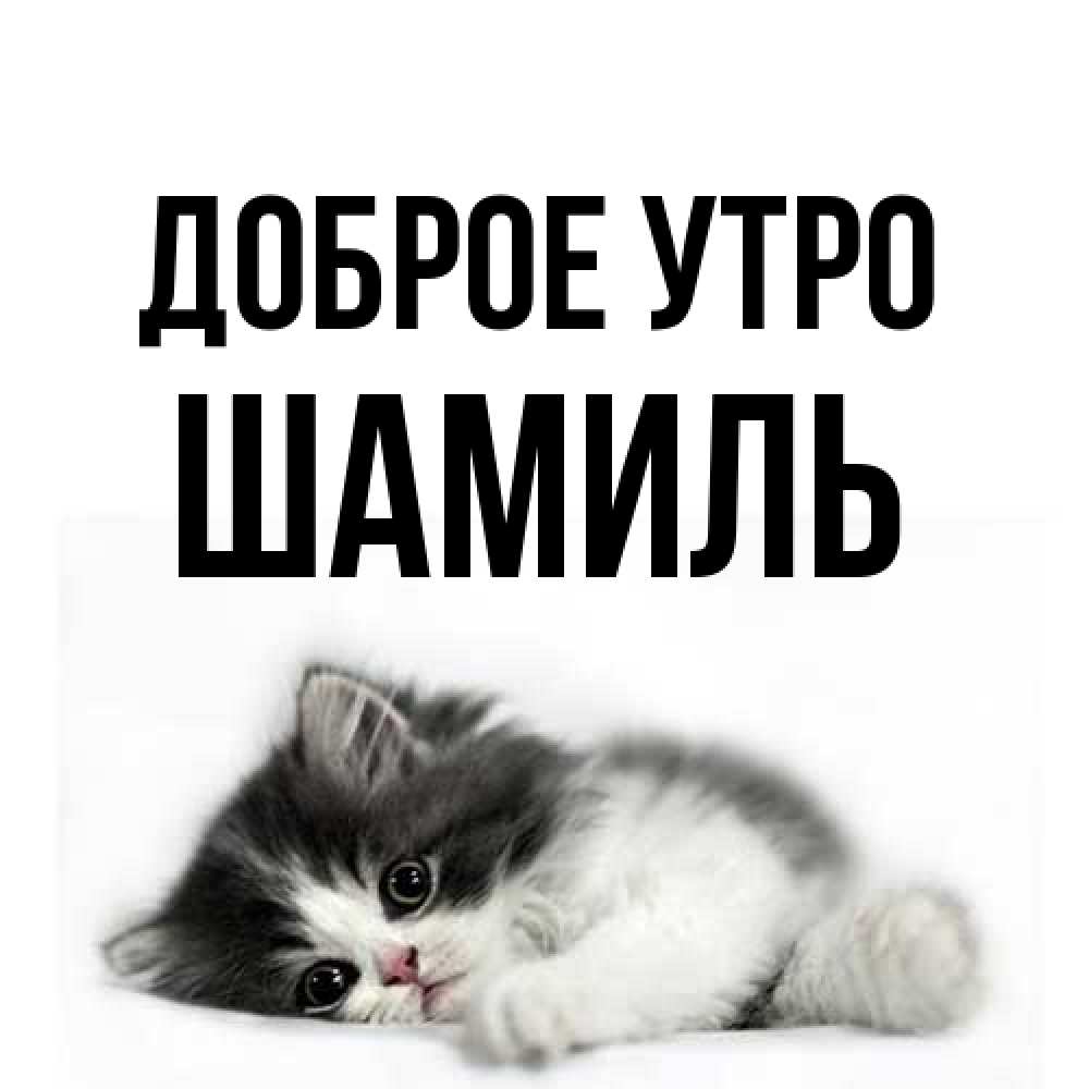 Открытка на каждый день с именем, Шамиль Доброе утро кот лапки Прикольная открытка с пожеланием онлайн скачать бесплатно 