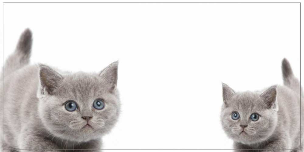 Открытка на каждый день с именем, Гречка Привет коты Прикольная открытка с пожеланием онлайн скачать бесплатно 