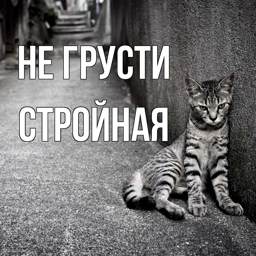 Открытка на каждый день с именем, Стpойная Не грусти скучающий котик Прикольная открытка с пожеланием онлайн скачать бесплатно 