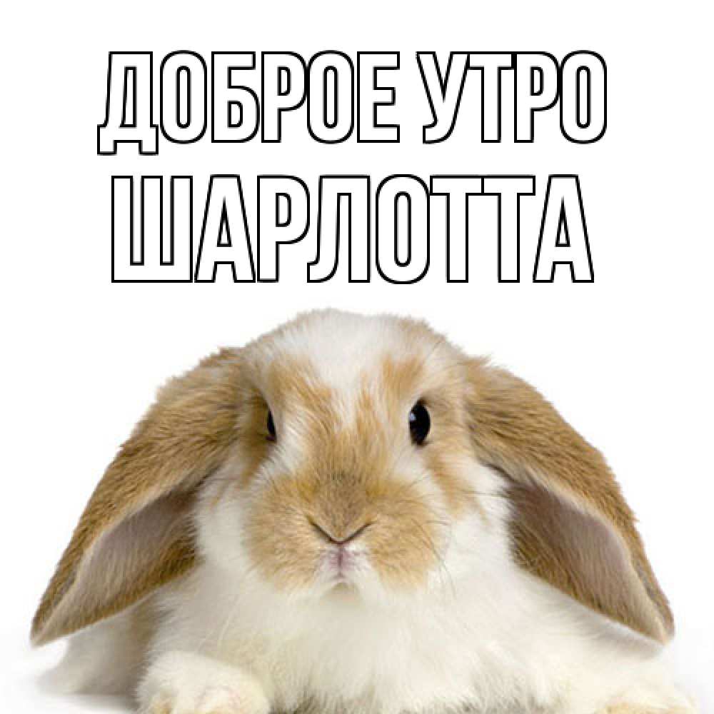 Открытка на каждый день с именем, Шарлотта Доброе утро прикольные открытки на каждый день Прикольная открытка с пожеланием онлайн скачать бесплатно 