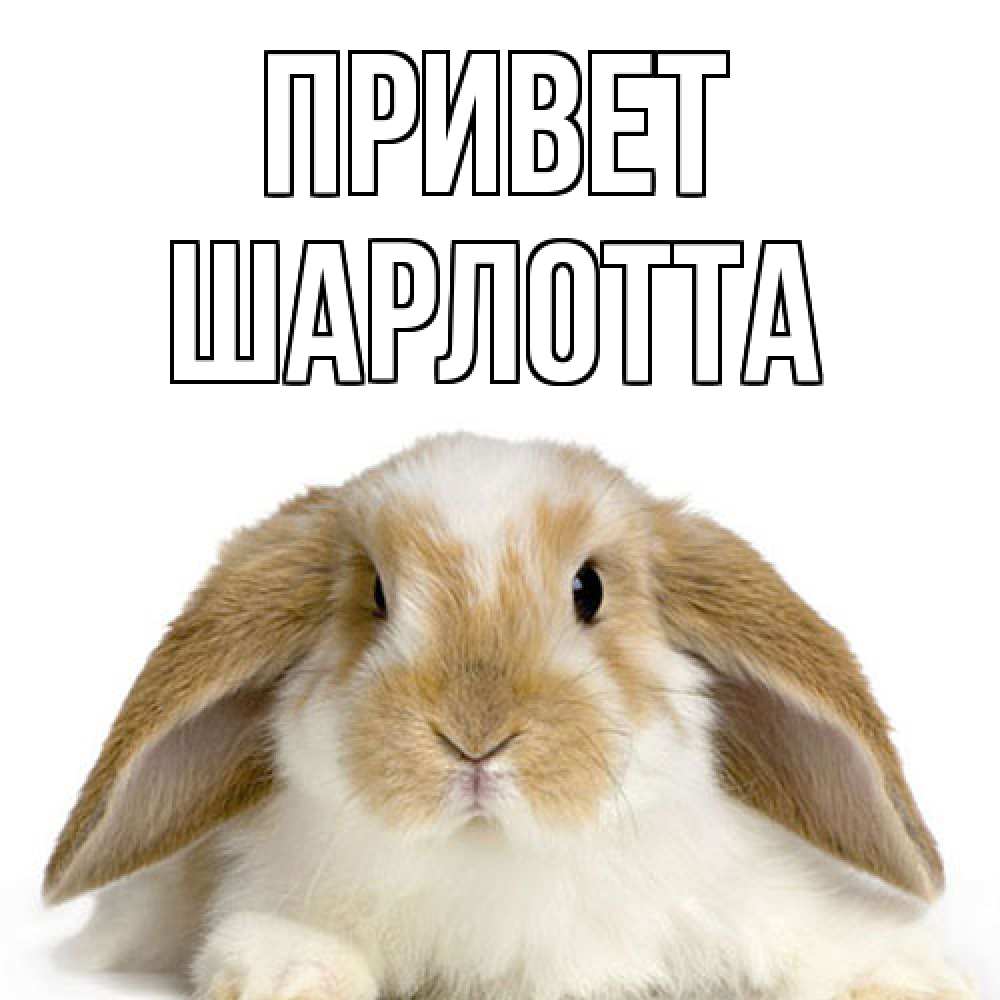 Открытка на каждый день с именем, Шарлотта Привет с животными Прикольная открытка с пожеланием онлайн скачать бесплатно 