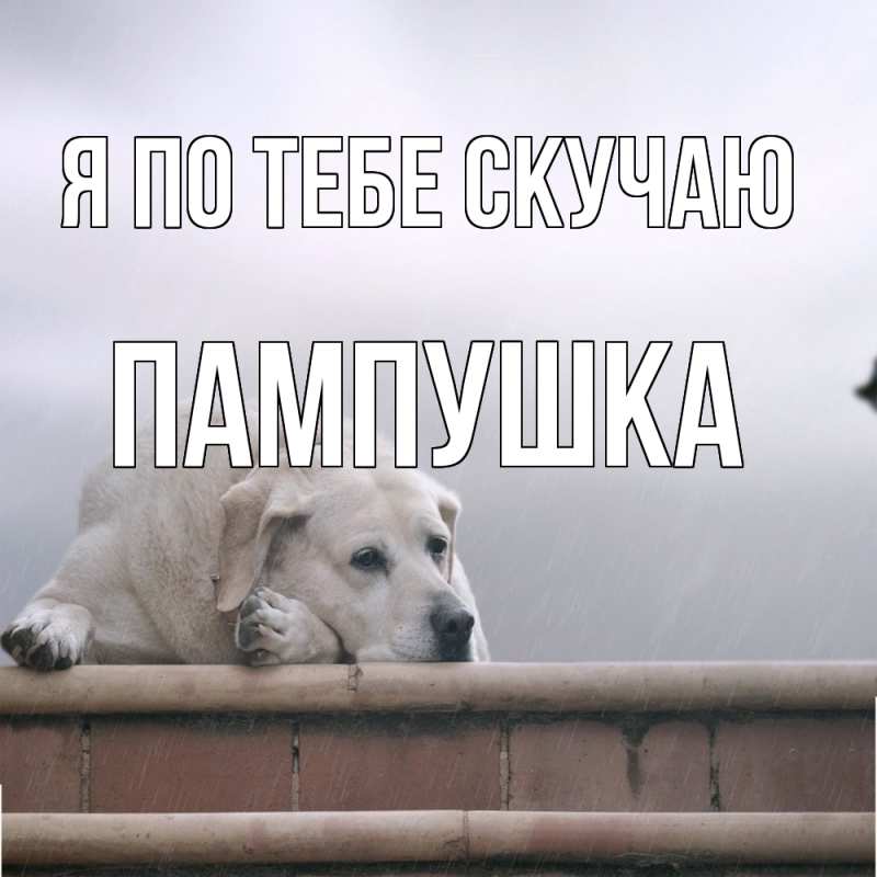 Картинка Я по тебе скучаю, Пампушка