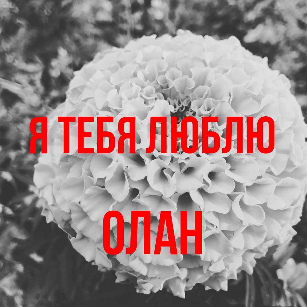 Открытка на каждый день с именем, Олан Я тебя люблю подпись Прикольная открытка с пожеланием онлайн скачать бесплатно 