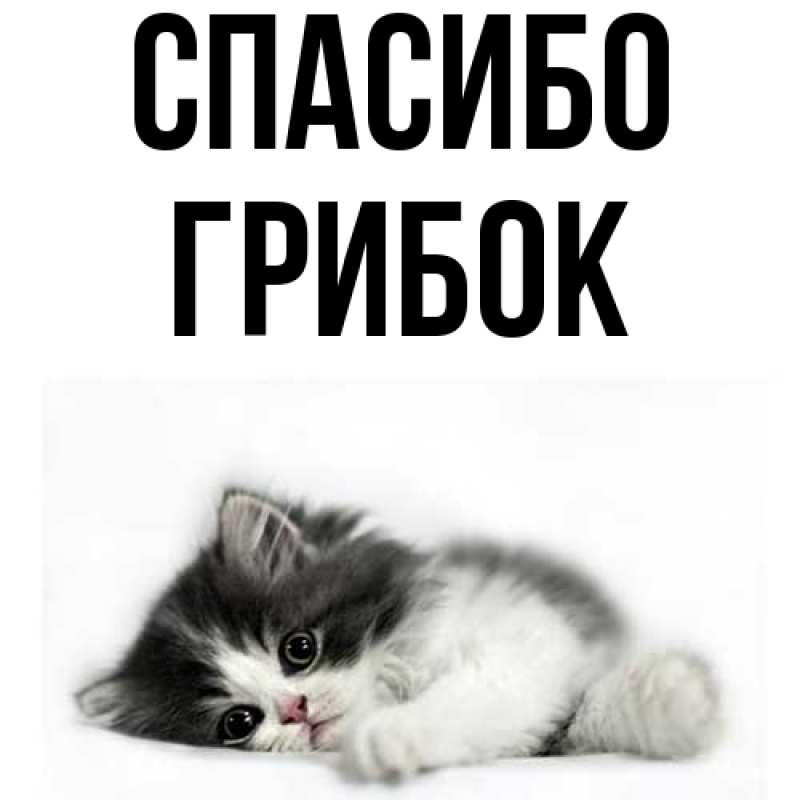 Картинка Спасибо, Грибок