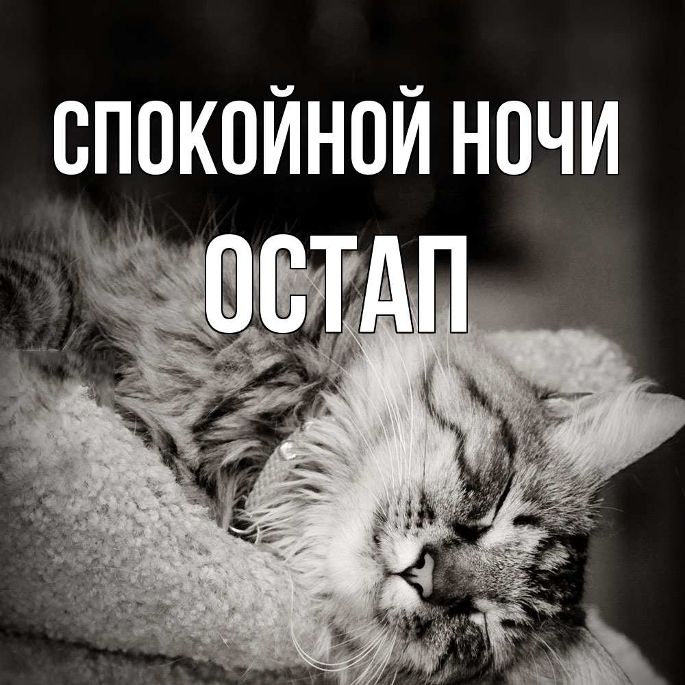 Открытка на каждый день с именем, Остап Спокойной ночи котярик пушистый Прикольная открытка с пожеланием онлайн скачать бесплатно 