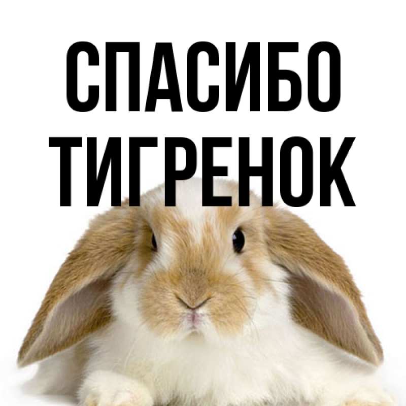 Картинка Спасибо, Тигpенок