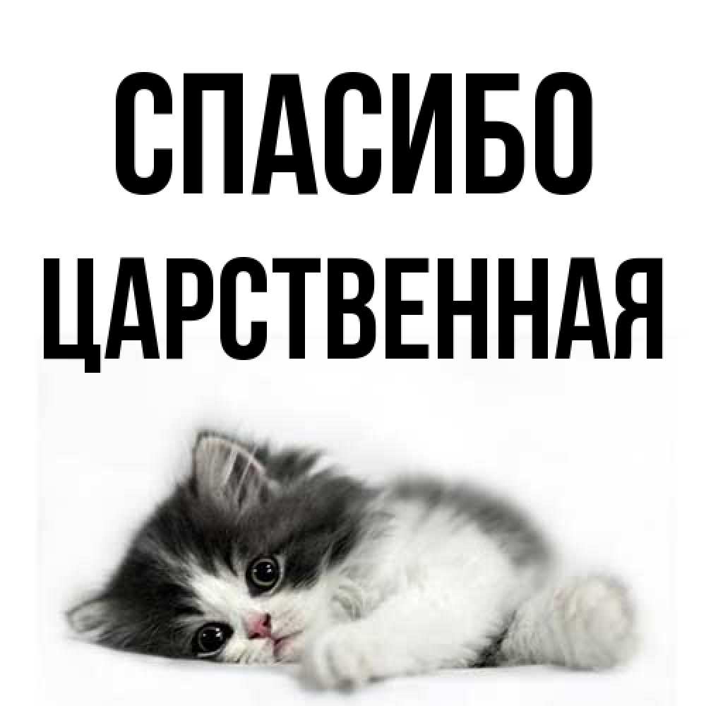 Открытка на каждый день с именем, Цаpственная Спасибо черный и белый кот Прикольная открытка с пожеланием онлайн скачать бесплатно 