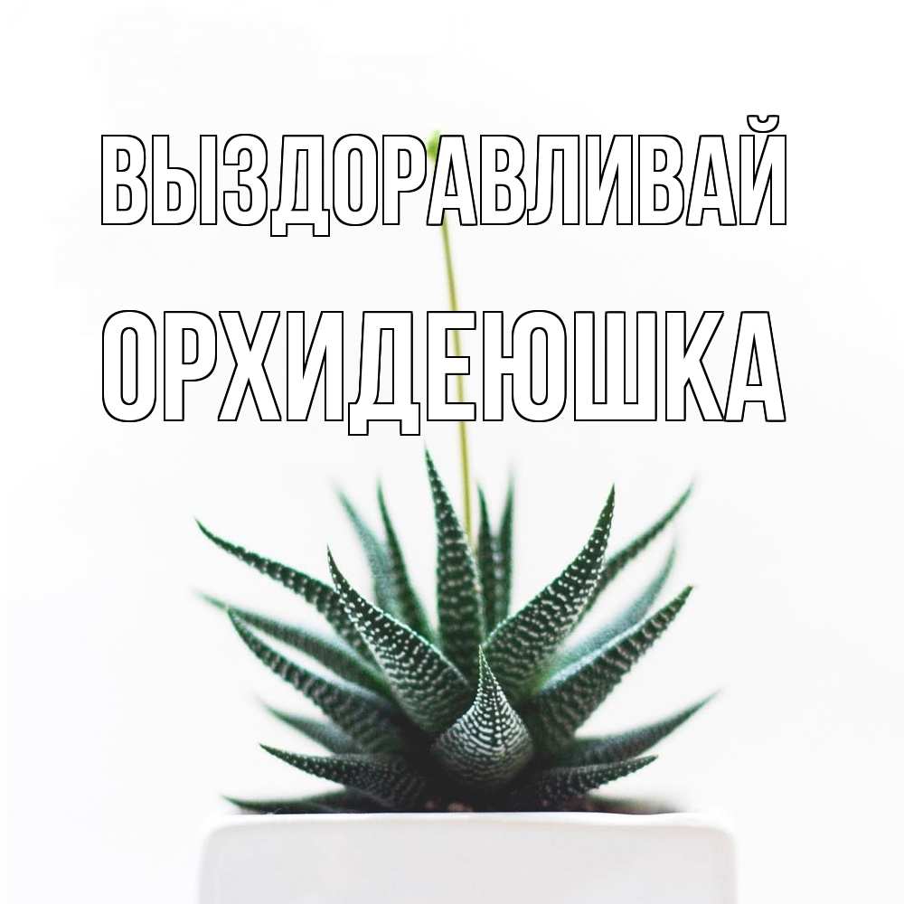 Открытка на каждый день с именем, Орхидеюшка Выздоравливай короче это непонятная колючка Прикольная открытка с пожеланием онлайн скачать бесплатно 