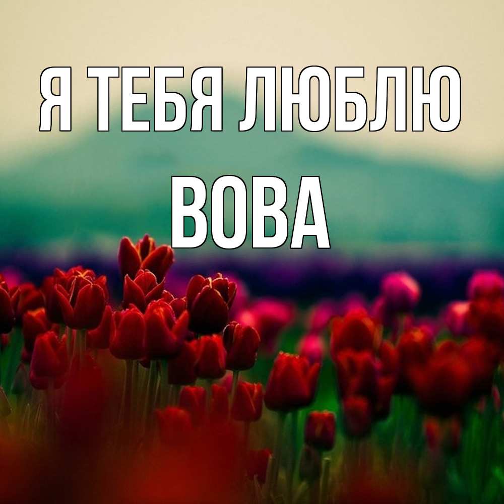Открытка на каждый день с именем, Вова Я тебя люблю тюльпаны 4 Прикольная открытка с пожеланием онлайн скачать бесплатно 