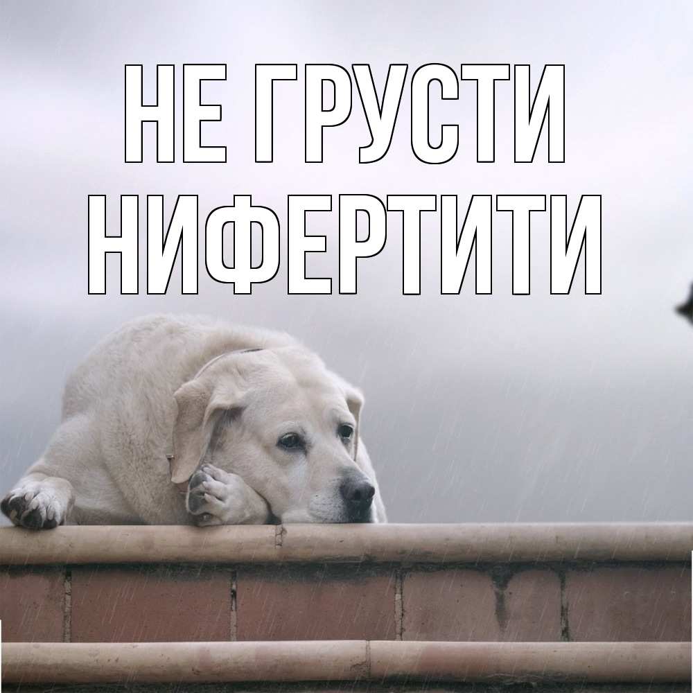 Открытка на каждый день с именем, Нифертити Не грусти белый пес 1 Прикольная открытка с пожеланием онлайн скачать бесплатно 