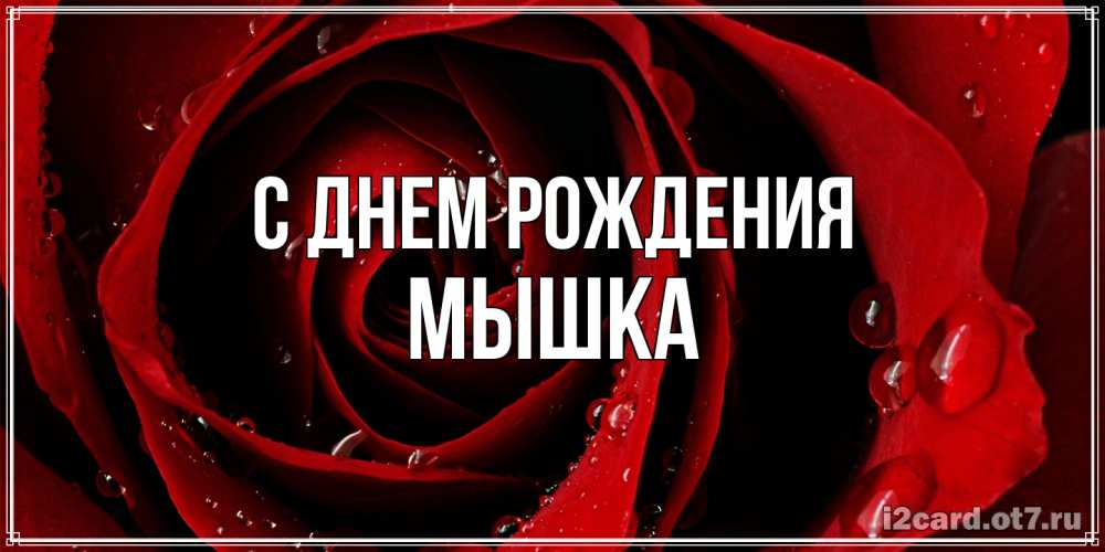 Открытка на каждый день с именем, Мышка С днем рождения крупная бордовая роза Прикольная открытка с пожеланием онлайн скачать бесплатно 