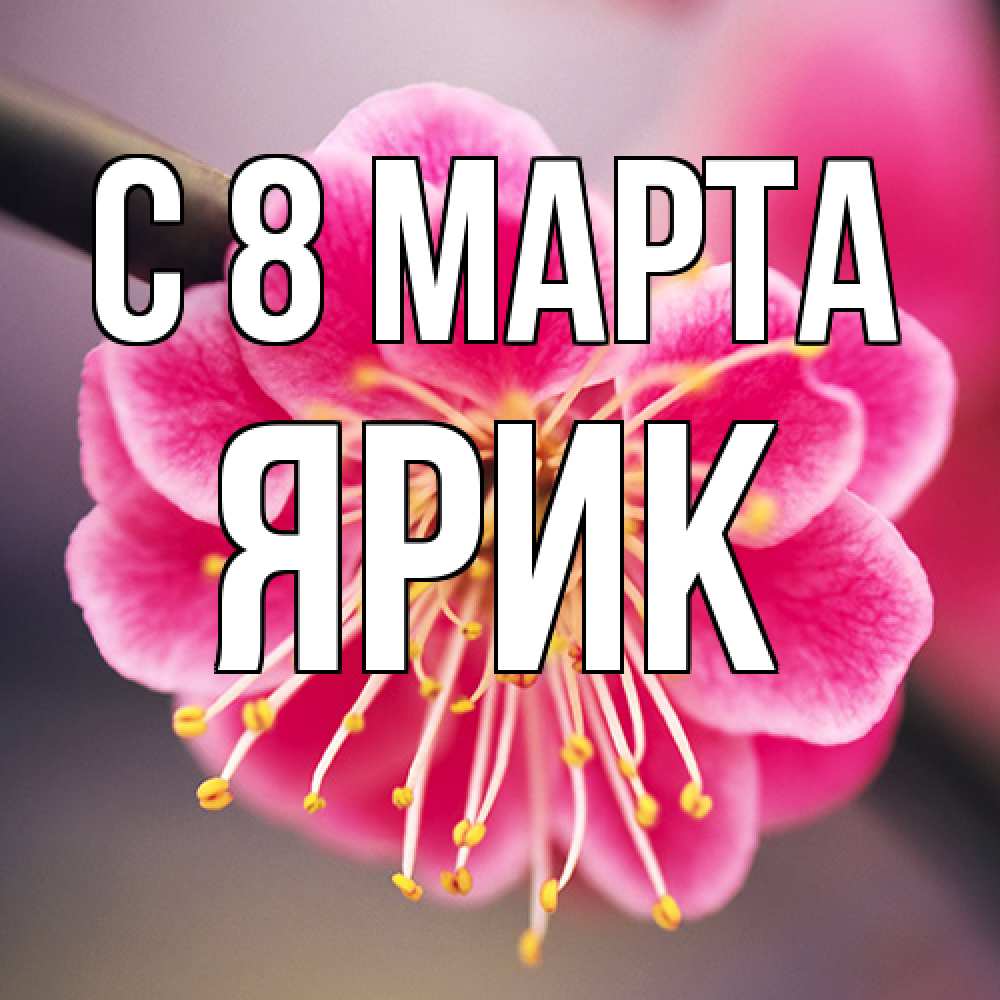 Открытка на каждый день с именем, Ярик C 8 МАРТА цветы Прикольная открытка с пожеланием онлайн скачать бесплатно 