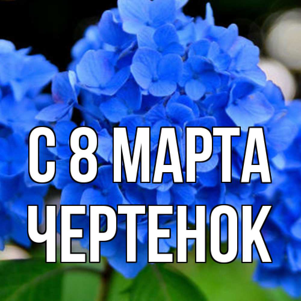 Открытка на каждый день с именем, чеpтенок C 8 МАРТА синие цветы Прикольная открытка с пожеланием онлайн скачать бесплатно 