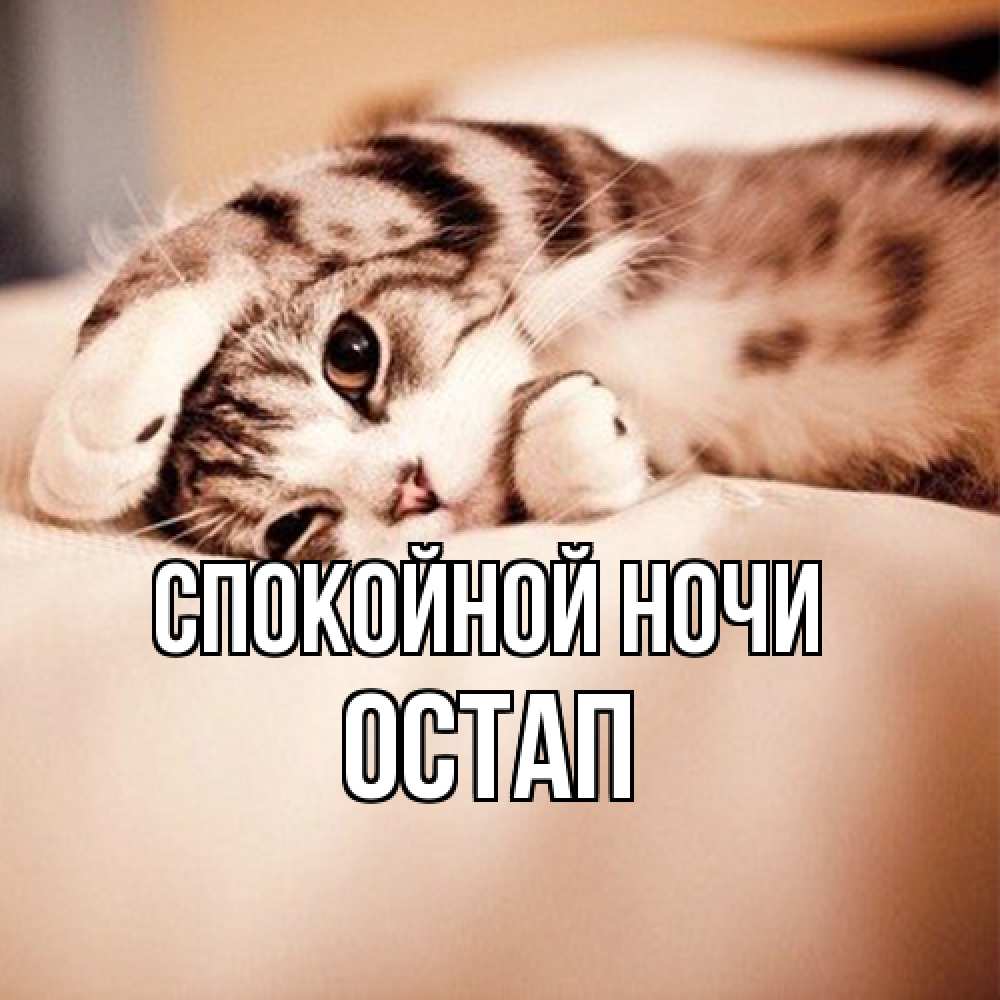 Открытка на каждый день с именем, Остап Спокойной ночи сладких снов с животными Прикольная открытка с пожеланием онлайн скачать бесплатно 