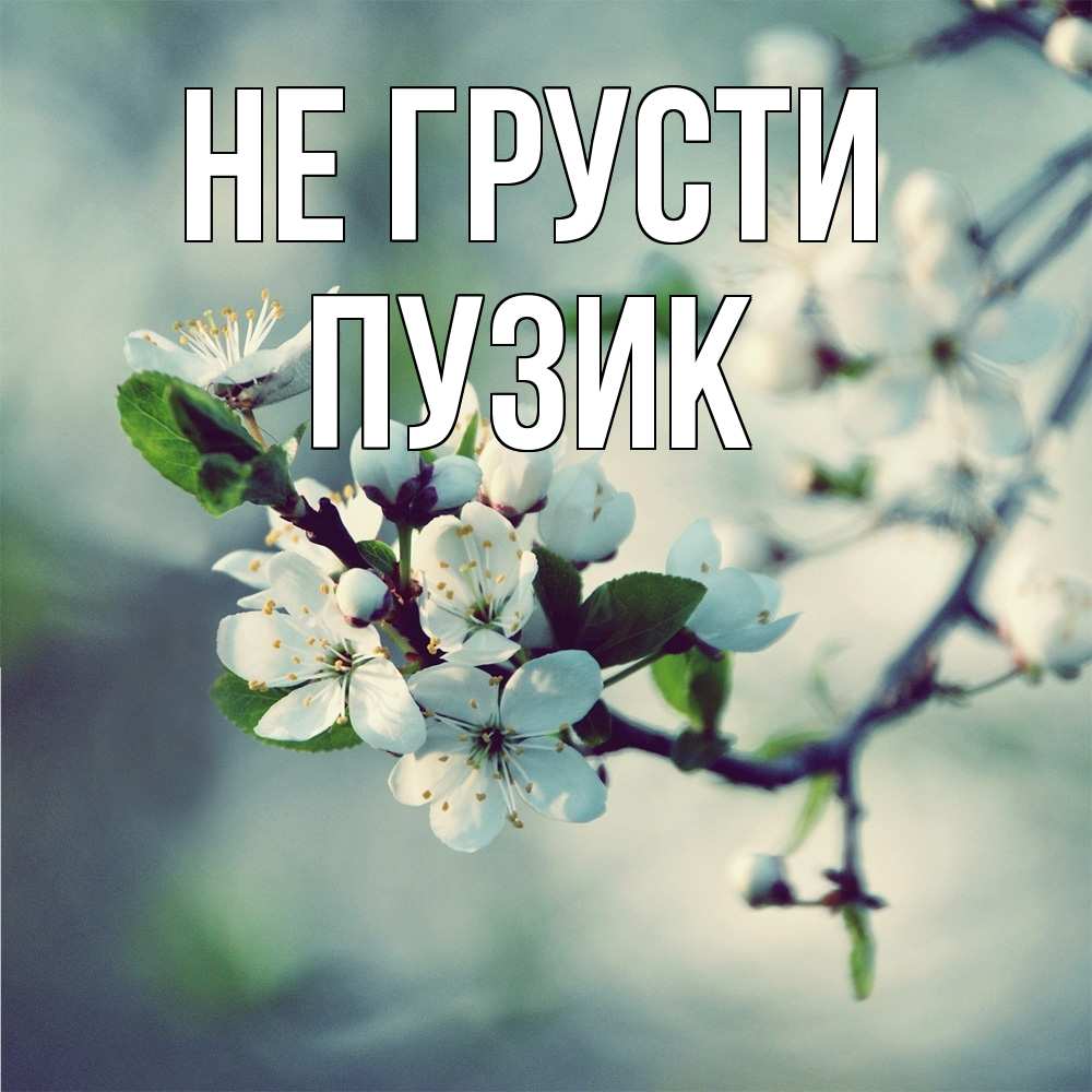 Открытка на каждый день с именем, Пузик Не грусти яблоня в цвету 1 Прикольная открытка с пожеланием онлайн скачать бесплатно 