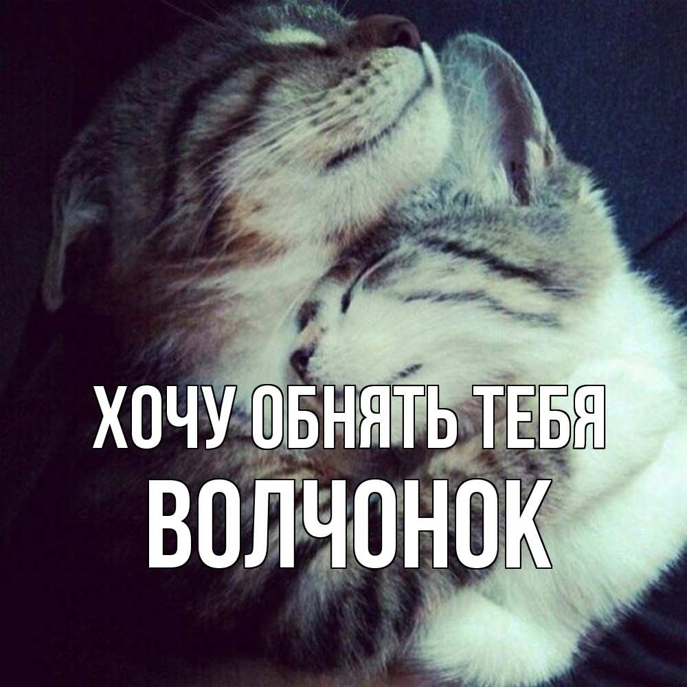 Открытка на каждый день с именем, Волчонок Хочу обнять тебя полосатики Прикольная открытка с пожеланием онлайн скачать бесплатно 