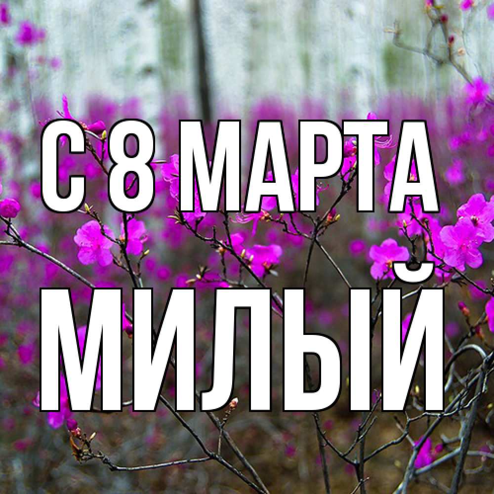 Открытка на каждый день с именем, Милый C 8 МАРТА дикие цветы Прикольная открытка с пожеланием онлайн скачать бесплатно 