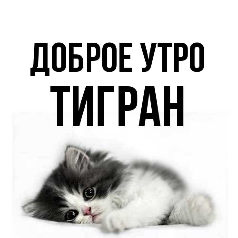 Открытка на каждый день с именем, Тигран Доброе утро кот лапки Прикольная открытка с пожеланием онлайн скачать бесплатно 