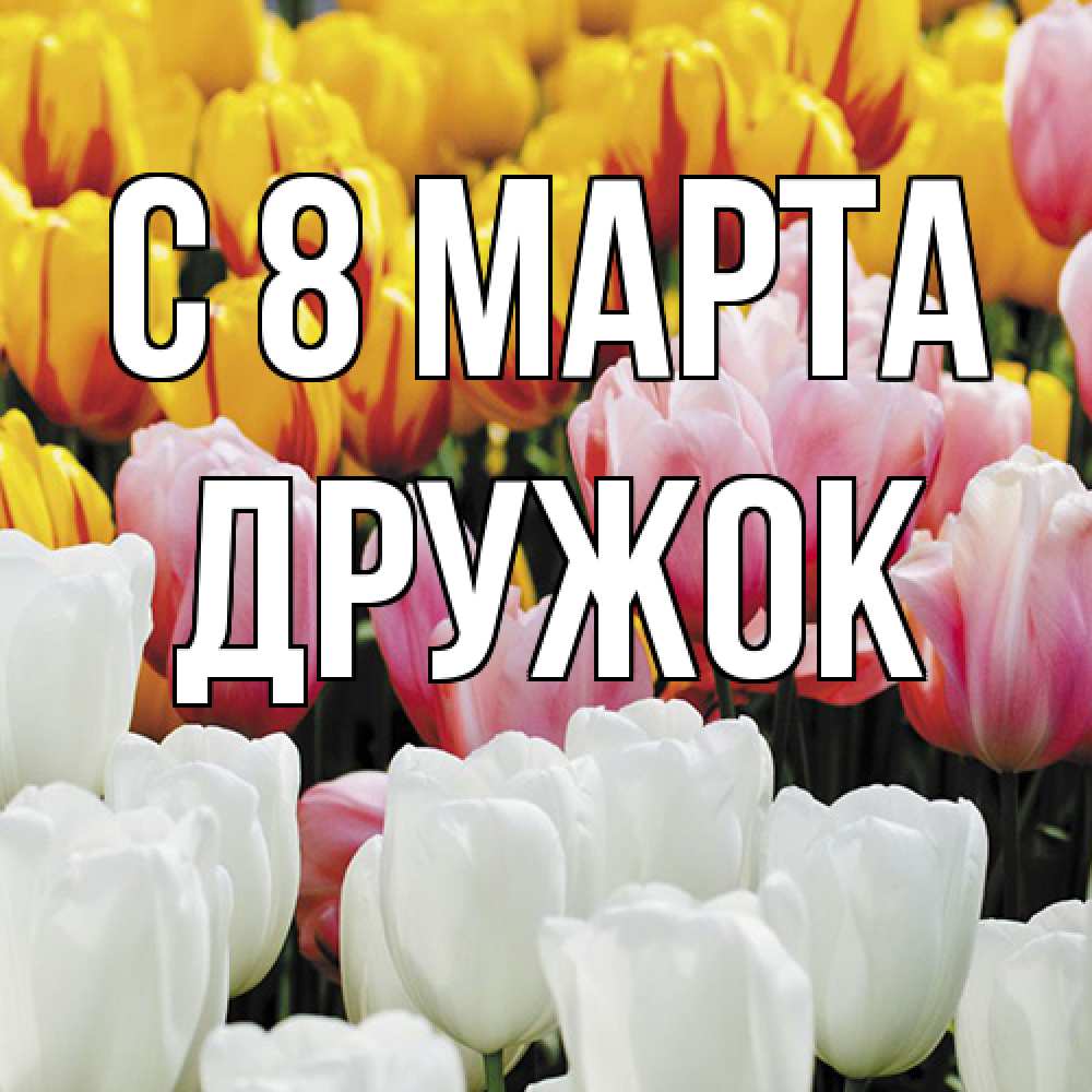 Открытка на каждый день с именем, Дружок C 8 МАРТА разноцветные цветы Прикольная открытка с пожеланием онлайн скачать бесплатно 
