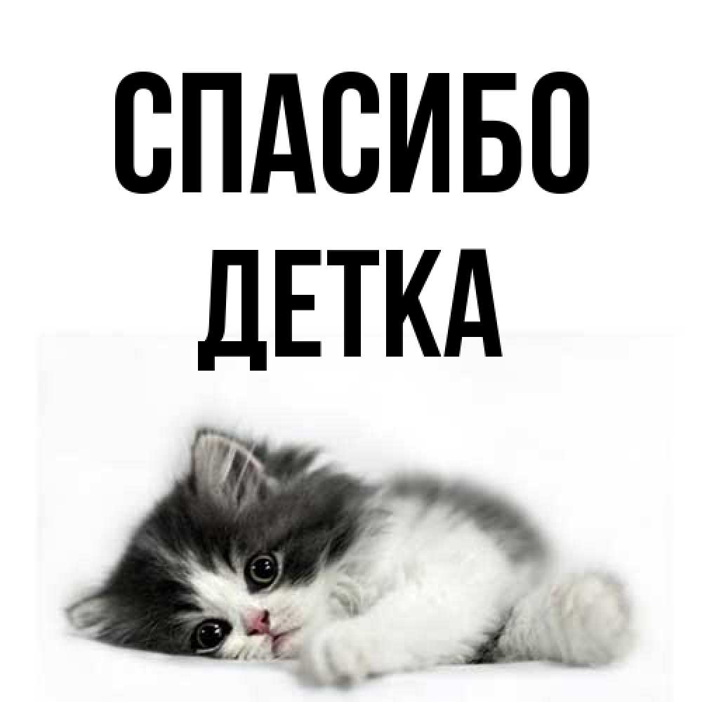 Открытка на каждый день с именем, Детка Спасибо черный и белый кот Прикольная открытка с пожеланием онлайн скачать бесплатно 