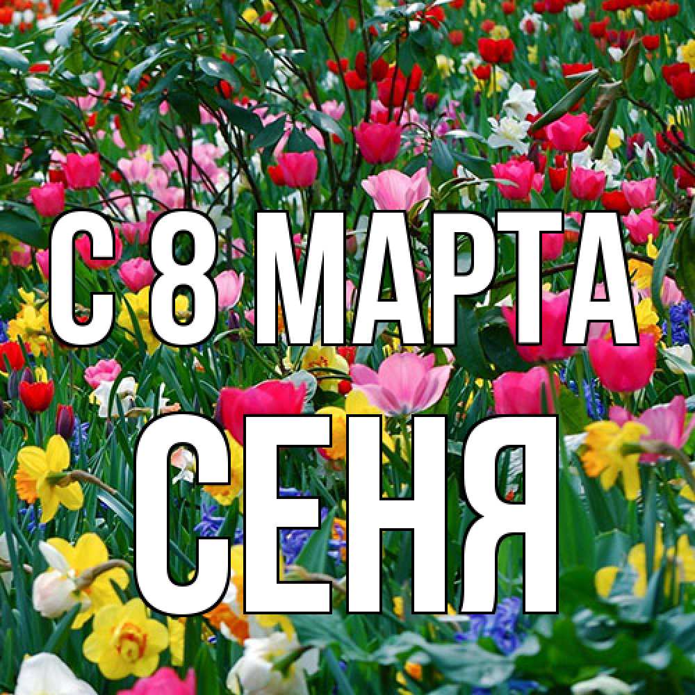 Открытка на каждый день с именем, Сеня C 8 МАРТА с международным женским днем поздравления для женщины Прикольная открытка с пожеланием онлайн скачать бесплатно 