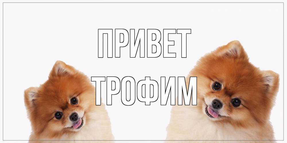 Открытка на каждый день с именем, Трофим Привет привет Прикольная открытка с пожеланием онлайн скачать бесплатно 