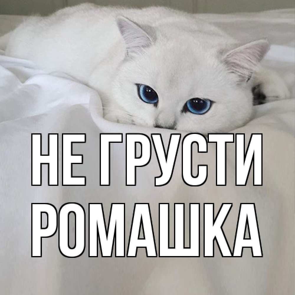 Открытка на каждый день с именем, Ромашка Не грусти белый кот с голубыми глазами на белоснежной кровати Прикольная открытка с пожеланием онлайн скачать бесплатно 