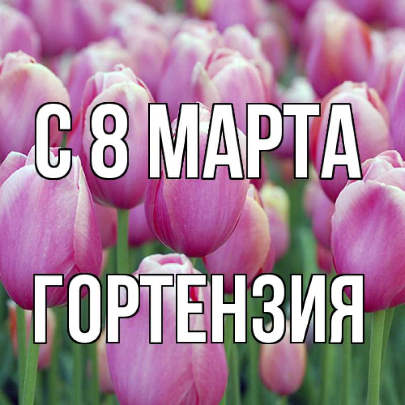 Картинка C 8 МАРТА, Гортензия